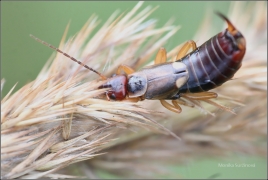 <p>ŠKVOR OBECNÝ (Forficula auricularia) ---- /Common earwig - Gemeiner Ohrwurm/</p>